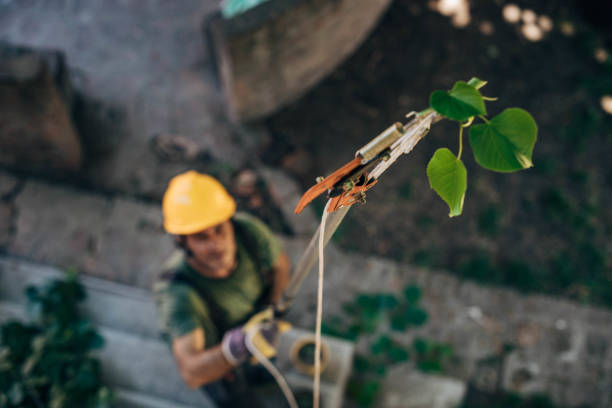 Best Fruit Tree Pruning  in Adamstown, PA